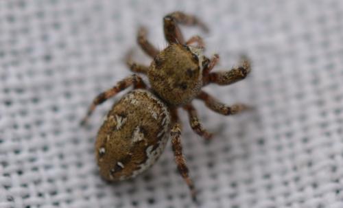 Dendryphantes rudis